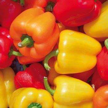 Chili-Peppers-350x350 Chili-Peppers-350x350